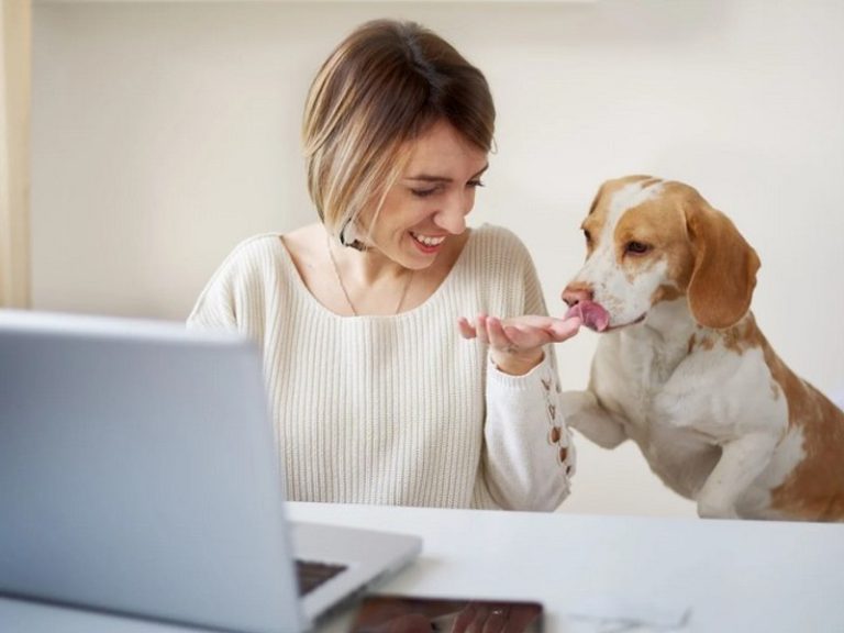 nakup pasje hrane online